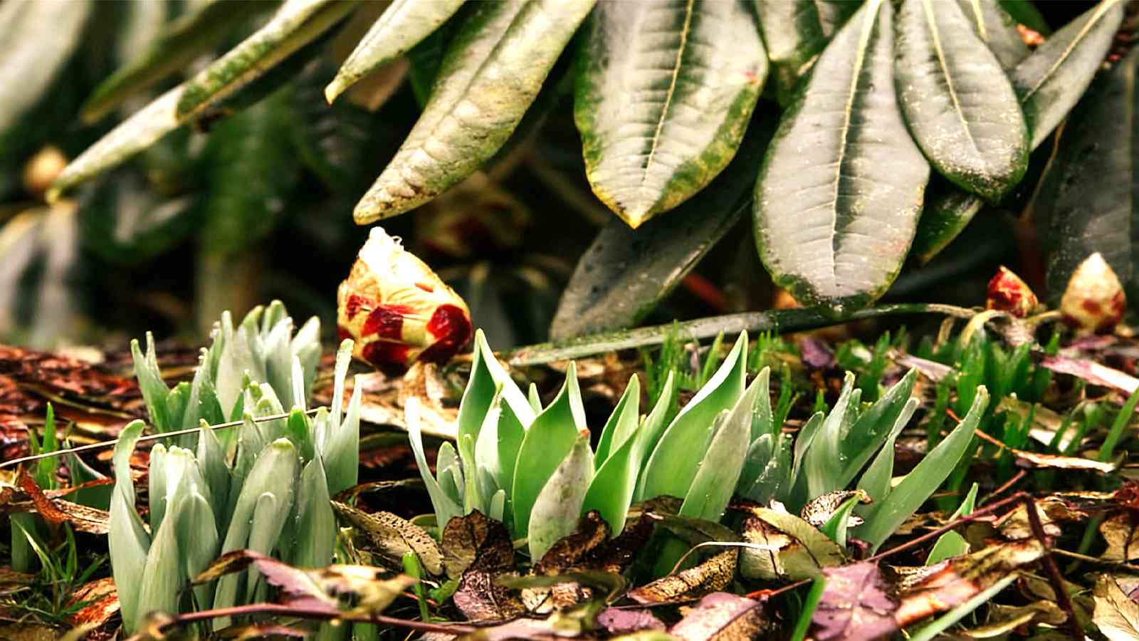 Invernadero Victoriano: Termina con Tus Dudas y Comienza a Cultivar Ahora